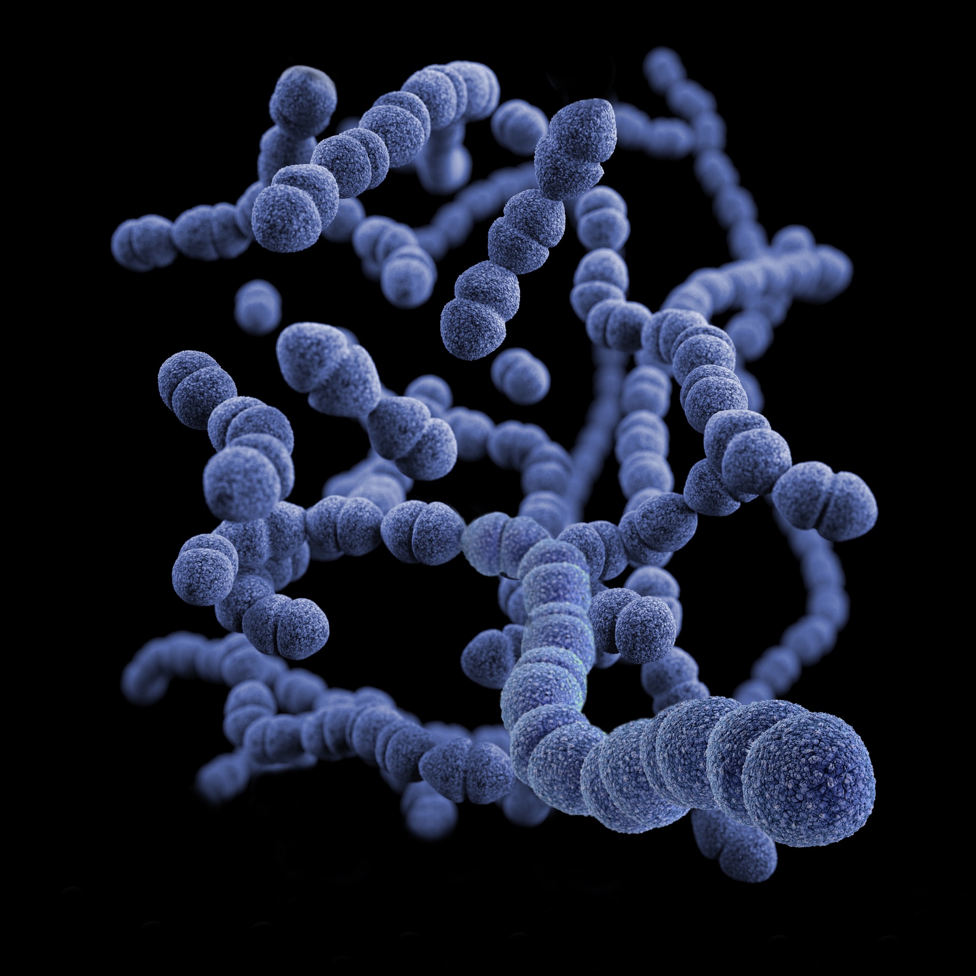 Streptococcus baktérium Streptococcus baktérium